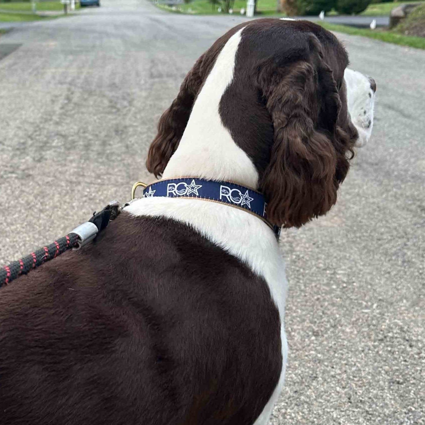 Roanoke Lifestyle - Dog Collar