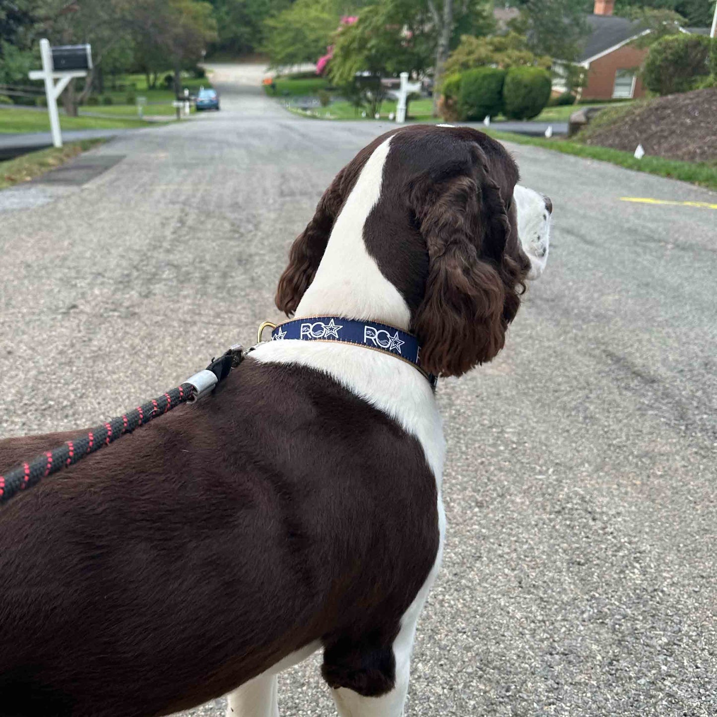 Roanoke Lifestyle - Dog Collar